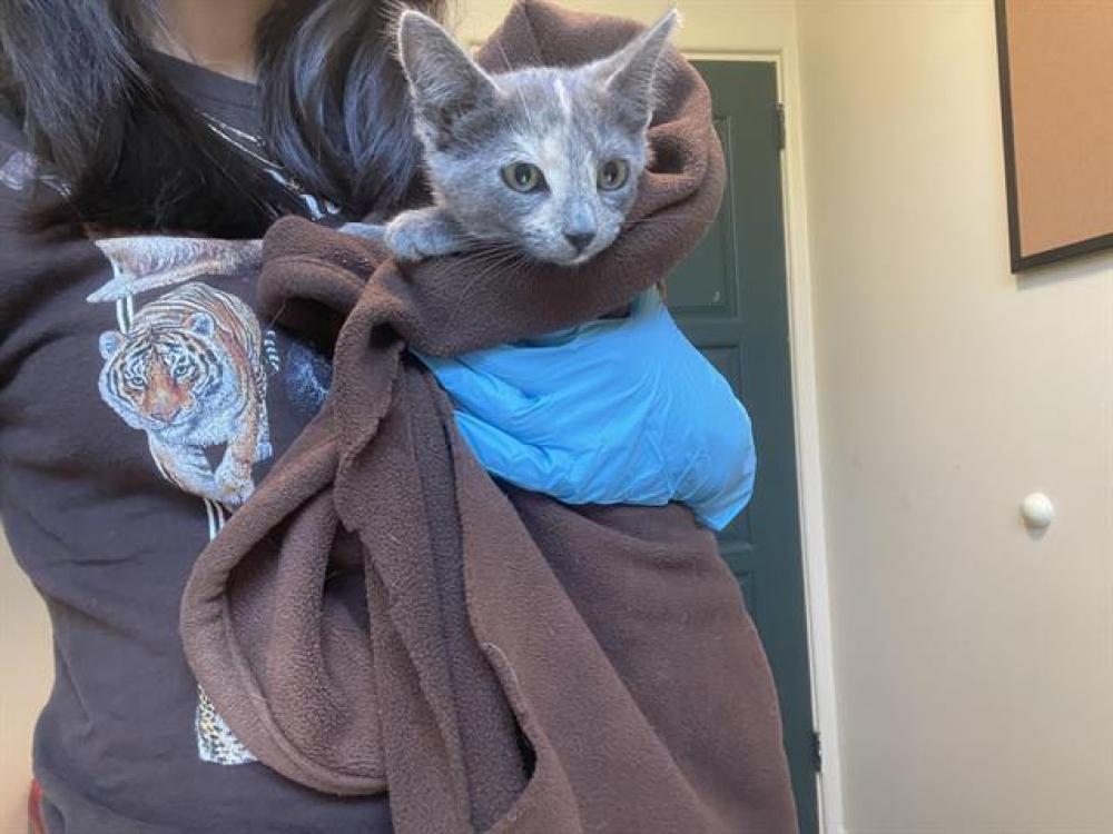 Shelter Stray Female Cat last seen Near BLOCK E LONGDEN AVE, Pasadena, CA 91105