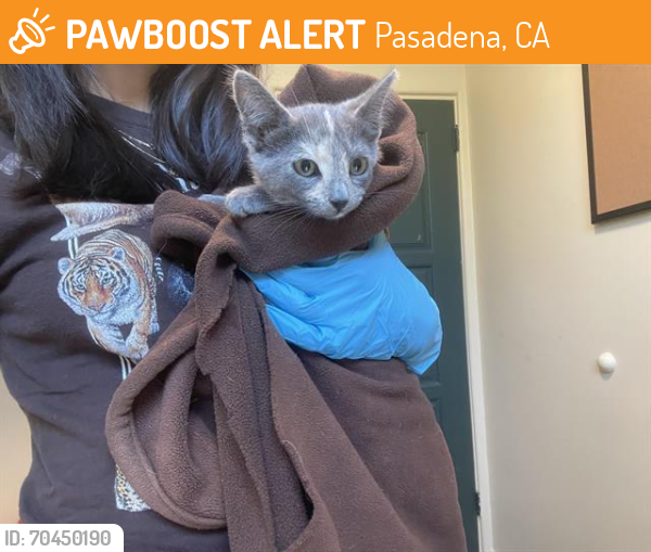 Shelter Stray Female Cat last seen Near BLOCK E LONGDEN AVE, Pasadena, CA 91105