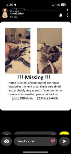 Lost Female Cat last seen Mr hero , Kent, OH 44240