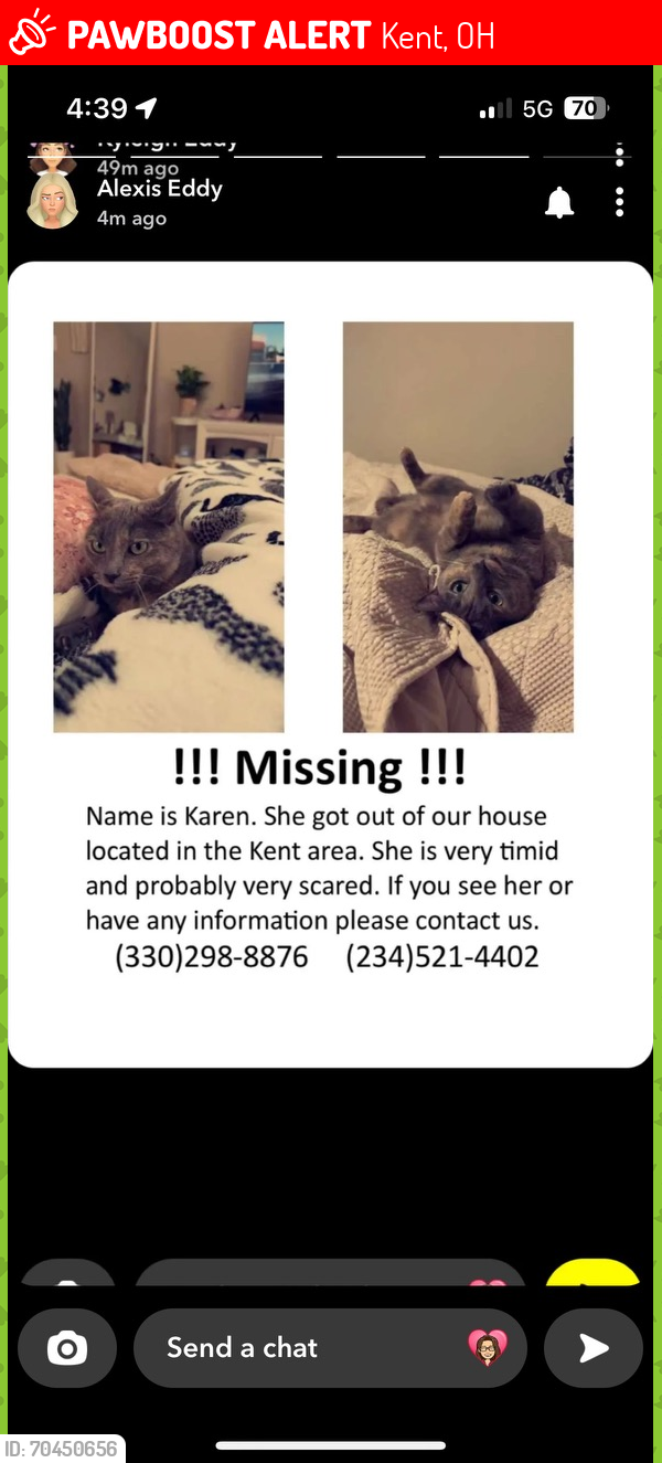 Lost Female Cat last seen Mr hero , Kent, OH 44240