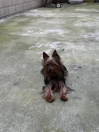 Lost Male Dog last seen Tyler Ave and Garvey, South El Monte, CA 91733