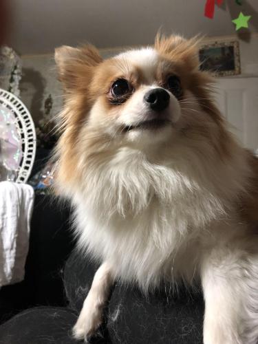 Lost Female Dog last seen 104th avenue , Queens, NY 11429