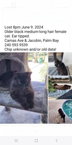 Lost Female Cat last seen Camas Ave NW and Jacobin St, Palm Bay, FL 32907