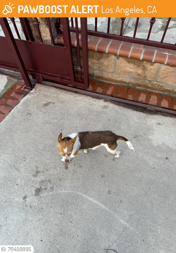 Found/Stray Male Dog last seen 76th & Raymond, Los Angeles, CA 90044