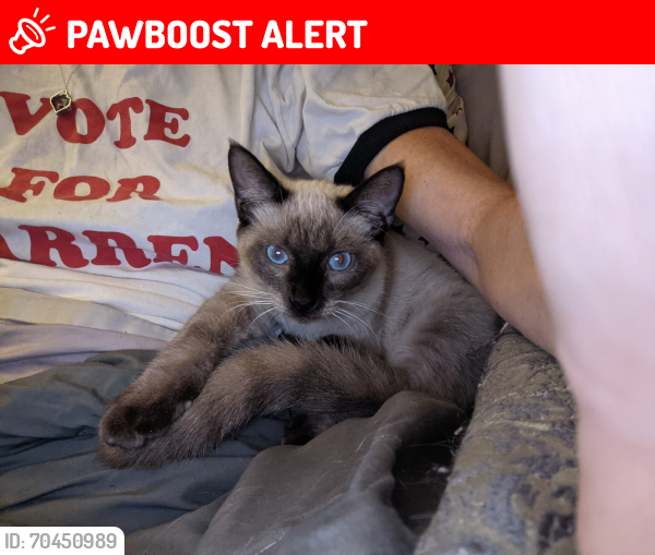 Lost Male Cat last seen Vzcr 2719 and vzcr 2723, Mabank texas, Van Zandt County, TX 75147