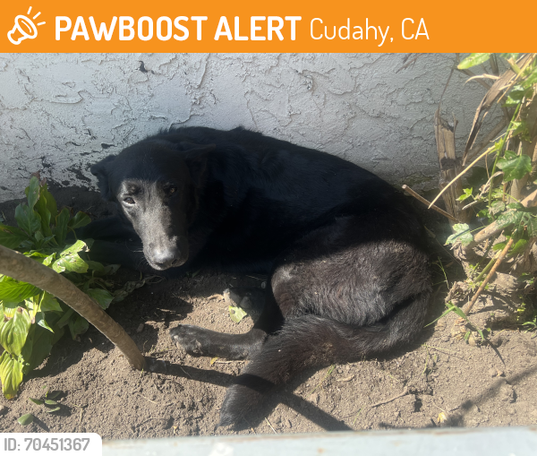 Found/Stray Male Dog last seen Atlantic & Cecilia street , Cudahy, CA 90201
