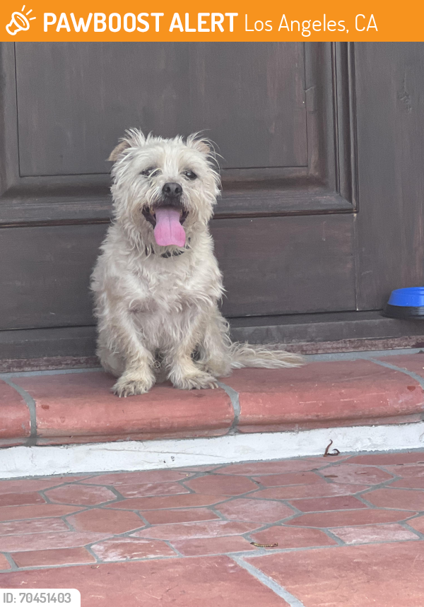 Found/Stray Male Dog last seen Longwood ave and 8th St, Los Angeles, CA 90005