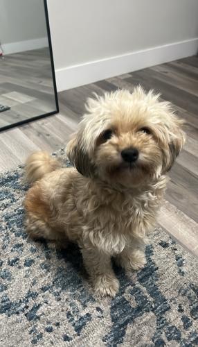 Lost Female Dog last seen Olympic and Indiana , Los Angeles, CA 90023