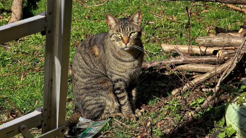 Lost Male Cat last seen Weston rd and Eglinton Ave, Toronto, ON M6N 3R9