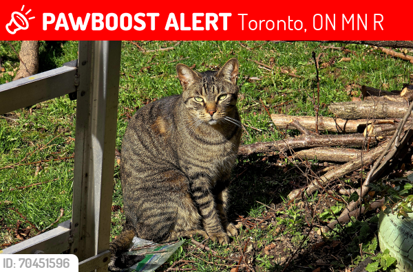 Lost Male Cat last seen Weston rd and Eglinton Ave, Toronto, ON M6N 3R9