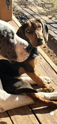 Lost Male Dog last seen Hill St and Fort Sumter Rd, Knox County, TN 37938