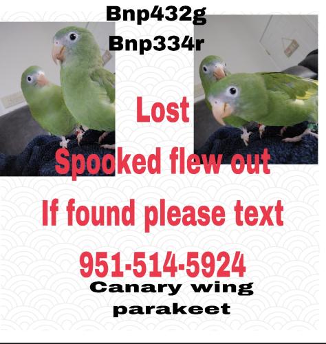 Lost Unknown Bird last seen Canyon Lake Menifee CA, Menifee, CA 92587