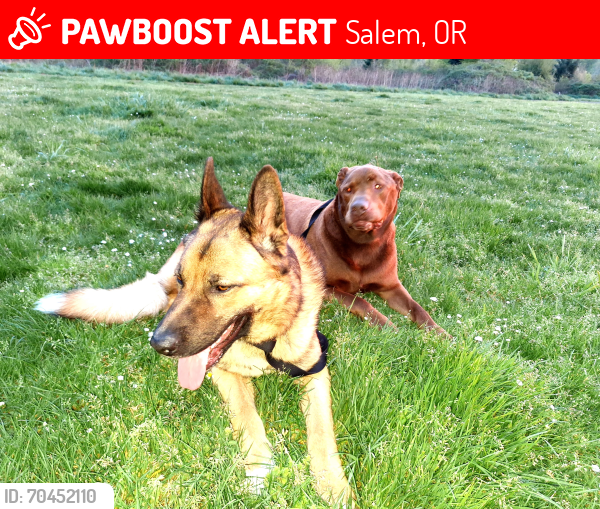 Lost Male Dog last seen Madison st, Salem, OR 97303
