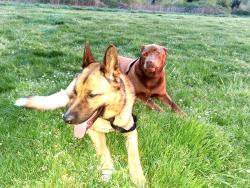 Lost Male Dog last seen Madison st, Salem, OR 97303