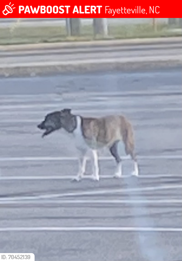 Lost Female Dog last seen Reilly rd & Morganton rd, Fayetteville, NC 28314