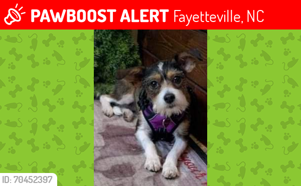 Lost Female Dog last seen Fisher Road, Aaron Lakes West, Fayetteville, NC 28306
