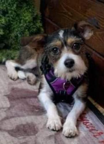 Lost Female Dog last seen Fisher Road, Aaron Lakes West, Fayetteville, NC 28306