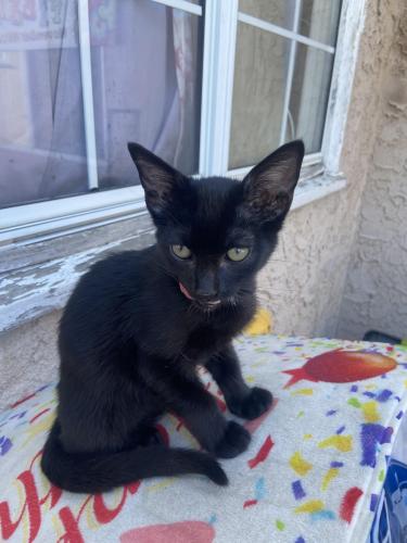 Lost Male Cat last seen 182nd and Western, Gardena, CA 90248