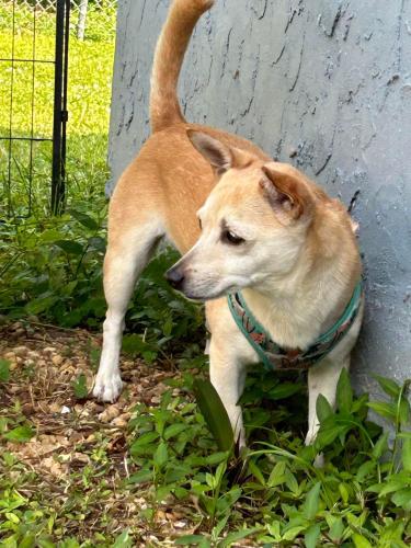 Lost Female Dog last seen Near the BP, Brevard County, FL 32926