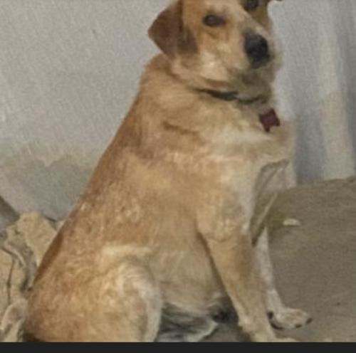 Lost Male Dog last seen Someone called us already with an unknown number and the call dropped, if you would please call back we would really appreciate it, we miss Tobi., Tyler, TX 75703