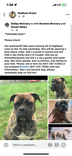 Lost Female Dog last seen tn , Crossville, TN 38555