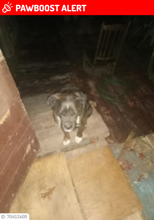 Lost Male Dog last seen Muddy branch road cross ile tn, Cumberland County, TN 38571