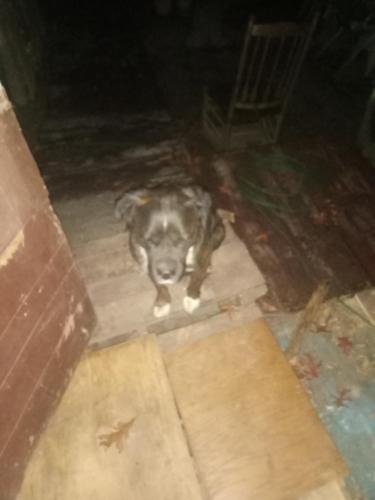 Lost Male Dog last seen Muddy branch road cross ile tn, Cumberland County, TN 38571