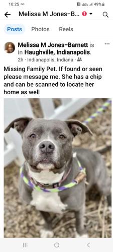 Lost Female Dog last seen Haugh Street & St.Clair Street 46222, Indianapolis, IN 46222