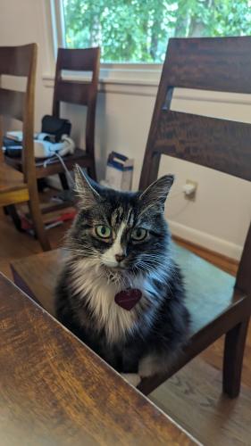 Lost Female Cat last seen Colony Park , Durham, NC 27705