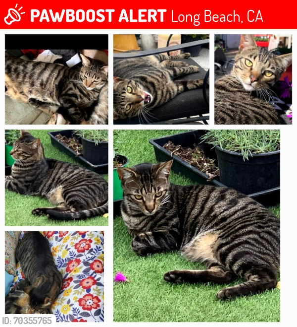 Lost Male Cat last seen Near , Long Beach, CA 90805
