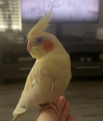 Lost Female Bird last seen Valley View Ave & Tedford Dr, Whittier, CA 90604