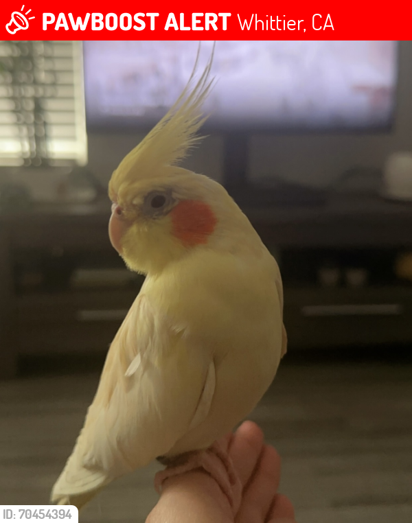 Lost Female Bird last seen Valley View Ave & Tedford Dr, Whittier, CA 90604