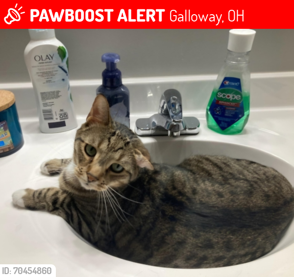 Lost Male Cat last seen Georgesville rd and nortan rd, Galloway, OH 43119