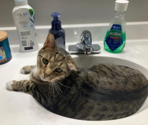 Lost Male Cat last seen Georgesville rd and nortan rd, Galloway, OH 43119