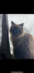 Lost Female Cat last seen Near th & 87 th , Surrey, BC V3W 8E8