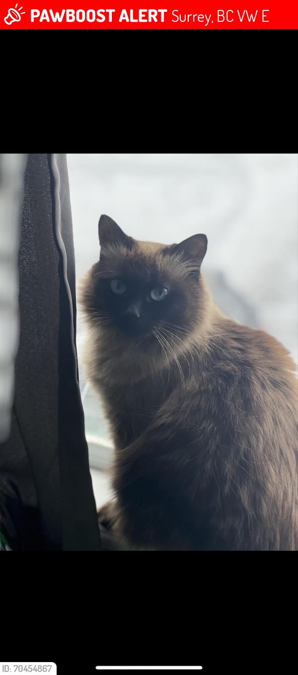 Lost Female Cat last seen Near th & 87 th , Surrey, BC V3W 8E8