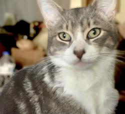 Lost Male Cat last seen Minneola and sweet ave, Riverside, CA 92503