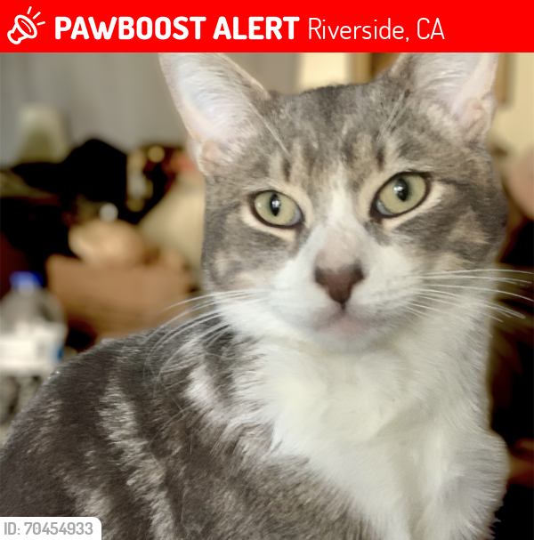 Lost Male Cat last seen Citrus Heights , Riverside, CA 92503