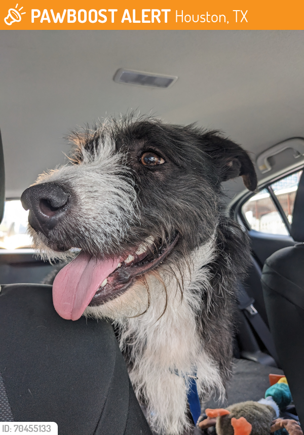 Houston, TX Stray Male Dog Found Near Mid Main Lofts parking grge ...