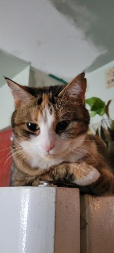 Lost Female Cat last seen E clearview ave & e stafford ave, Worthington, OH 43085