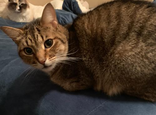 Lost Male Cat last seen Ash & Hickory, Fort Knox, KY 40121