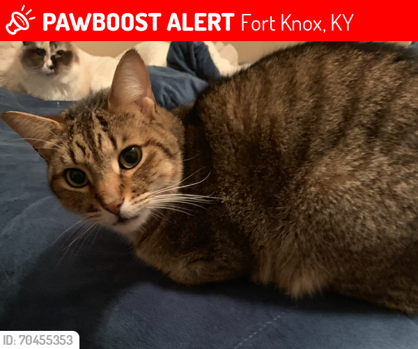 Lost Male Cat last seen Ash & Hickory, Fort Knox, KY 40121