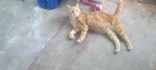 Lost Male Cat last seen beechwood, Akron, OH 44320
