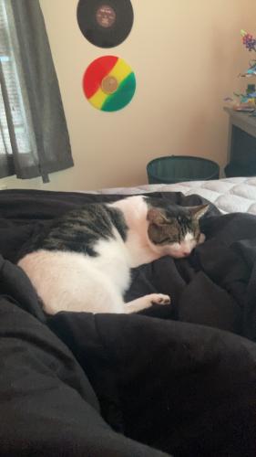 Lost Male Cat last seen Near Midland rd mentor ohio, Mentor, OH 44060
