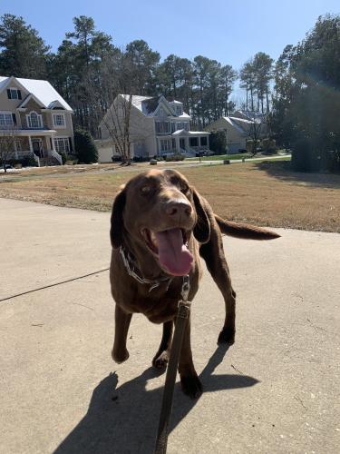 Lost Male Dog last seen Colby Chase dr, Apex, NC 27539