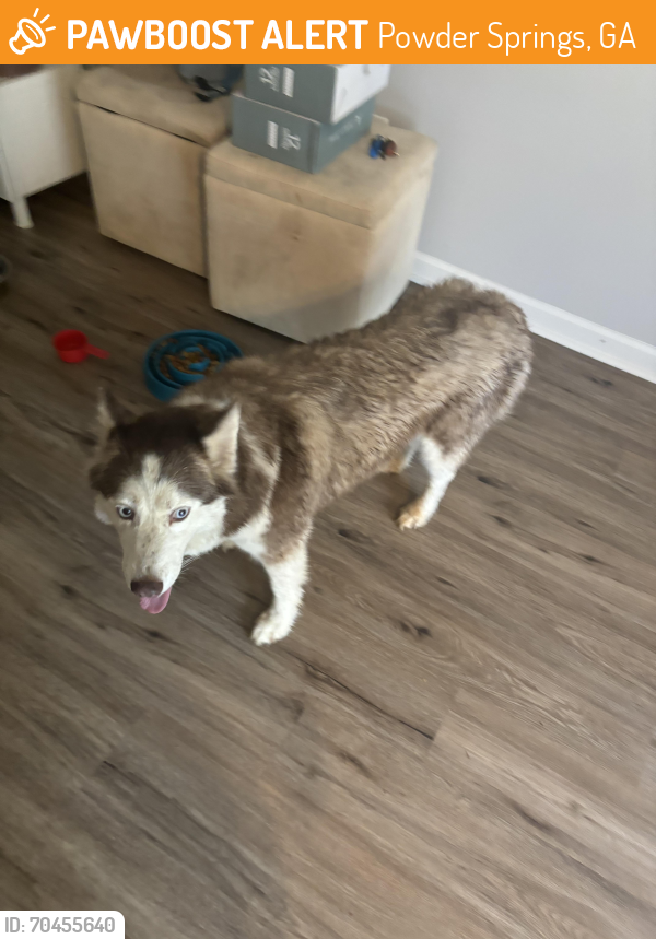 Powder Springs, GA Stray Female Dog Found Near Near misty bleau drive