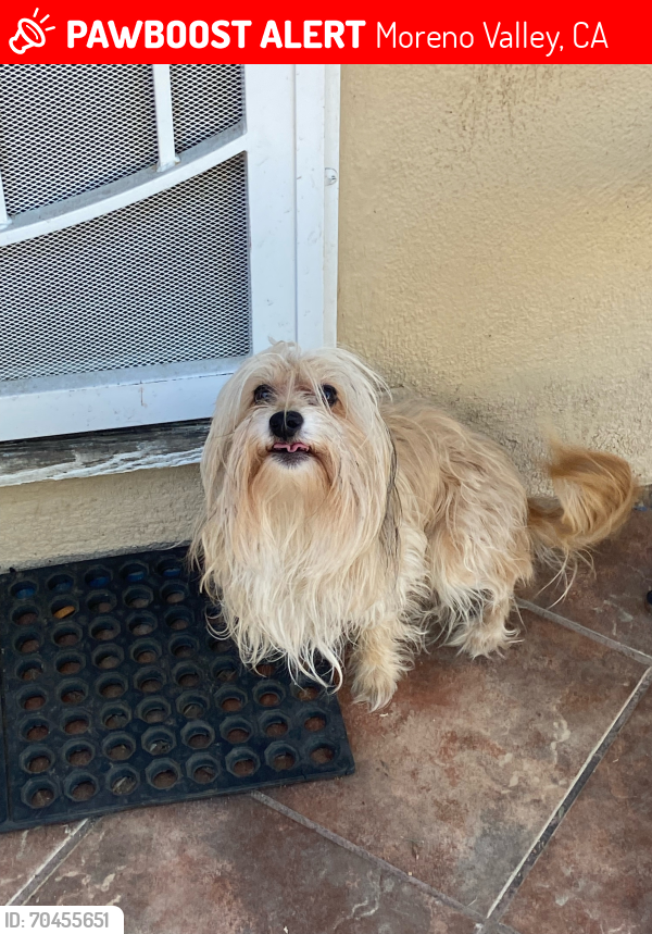 Lost Male Dog last seen Sunnead ranch parkway & Via Del Norte, Moreno Valley, CA 92557