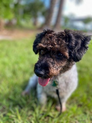 Lost Male Dog last seen Near SW East Danville Circle, Port St. Lucie, FL 34953