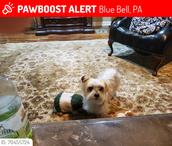 Lost Male Dog last seen Hagey lane and skippack pike, Blue Bell, PA 19422