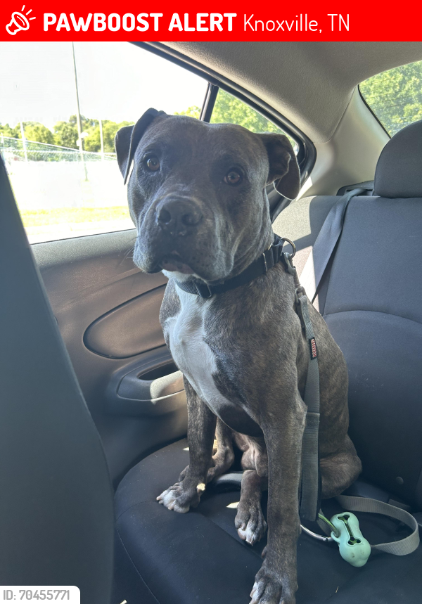 Lost Male Dog last seen Between Middlebrook and Ball Camp Pike, Knoxville, TN 37931